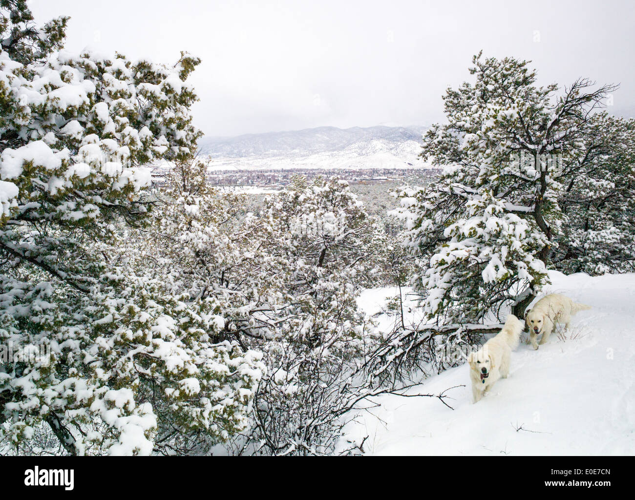 Platinum colored Golden Retriever dogs play in snowstorm on the Little Rainbow Trail, just outside Salida, Colorado, USA Stock Photo