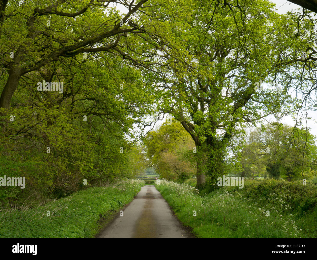 Country Lane Spring Country lane with trees hi-res stock photography and images - Alamy