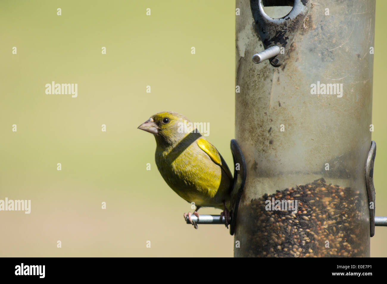 European Greenfinch (Carduelis chloris) on bird feeder Stock Photo