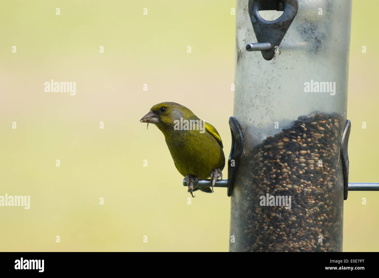 European Greenfinch (Carduelis chloris) on bird feeder Stock Photo