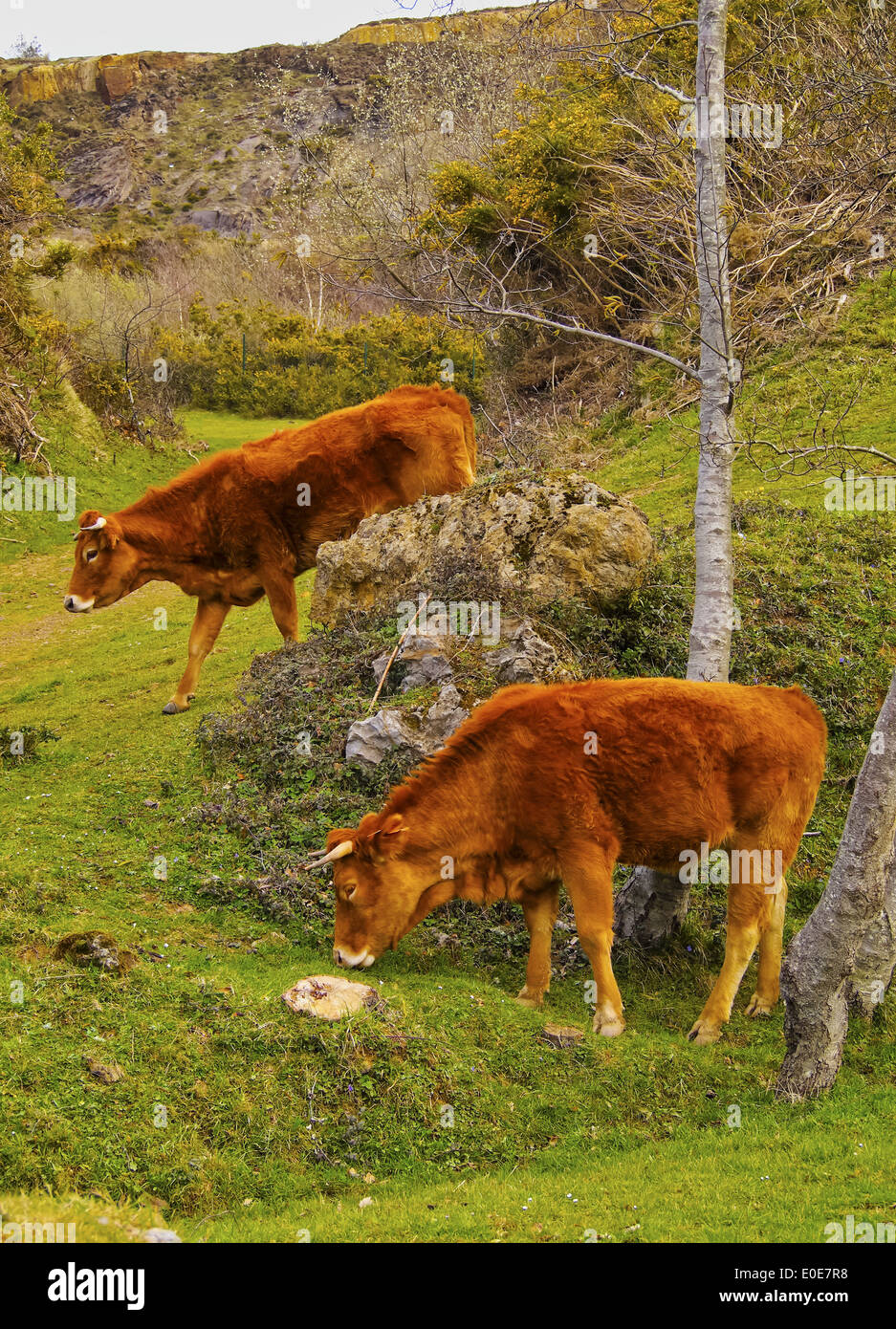 Brown Cows in La Arboleda/Zugaztieta Park - recreational area in Valle ...