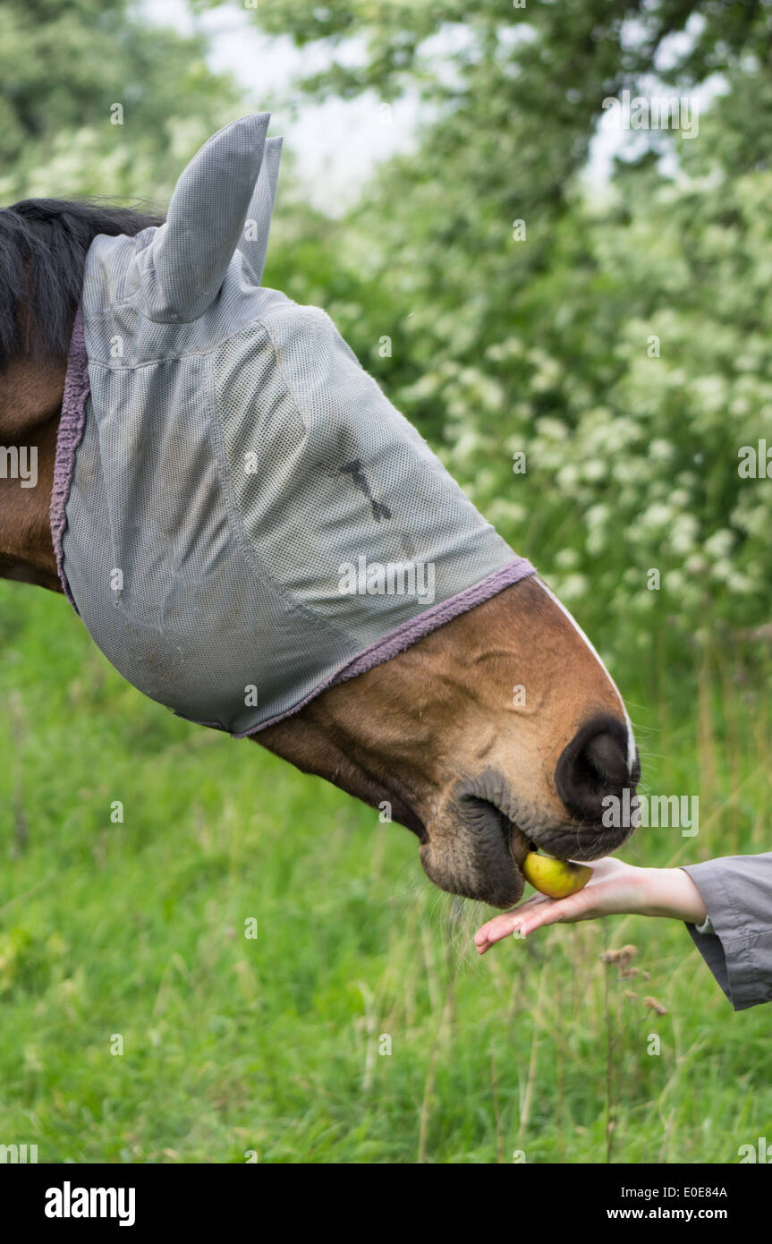 Horse in protective mask eating apple from hands of woman Stock Photo