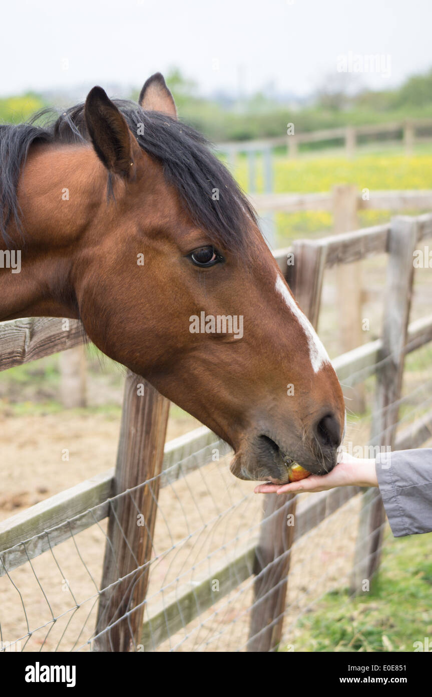 Horse eating apple hires stock photography and images Alamy