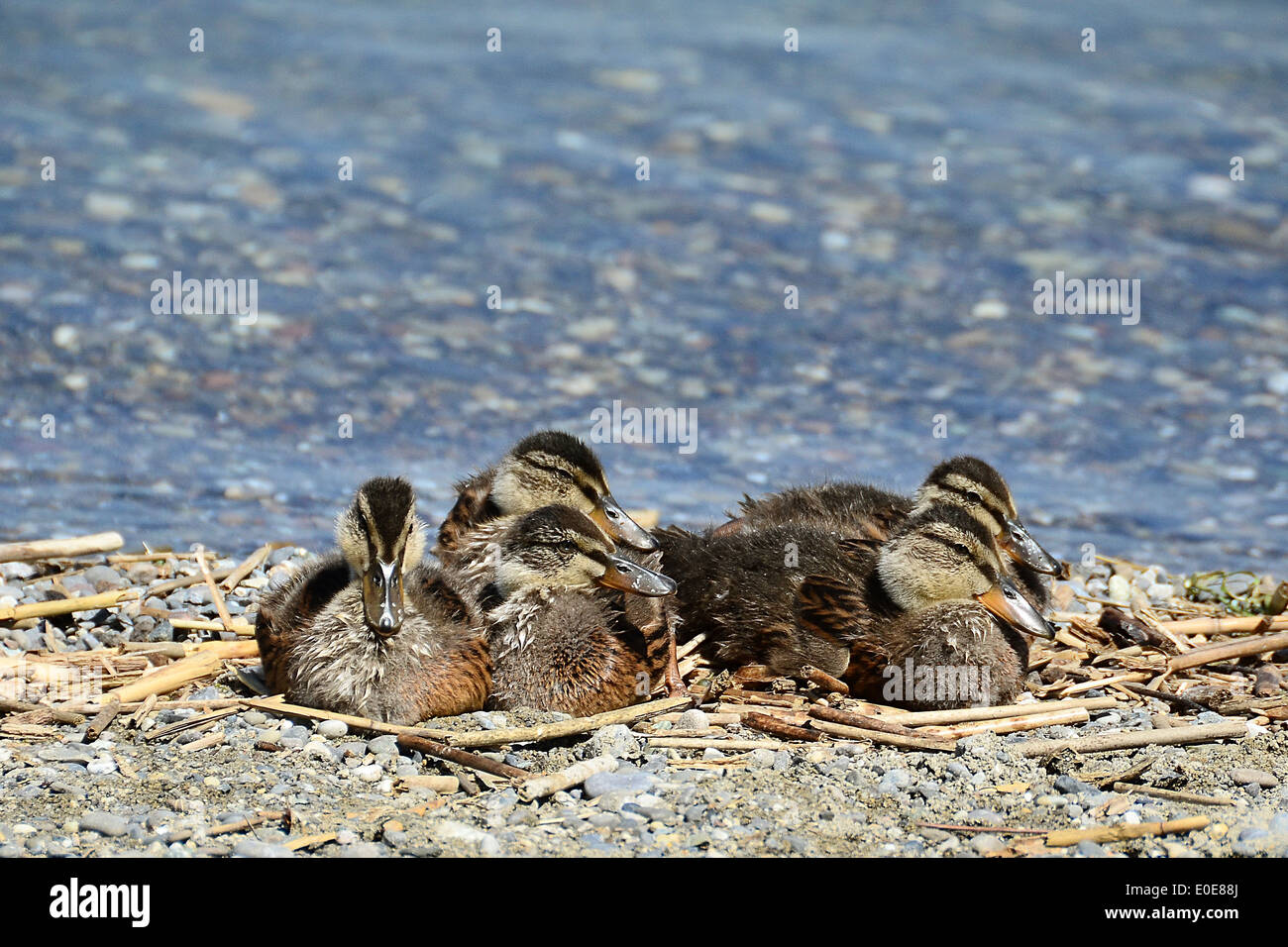 Sleeping duckling hi-res stock photography and images - Alamy