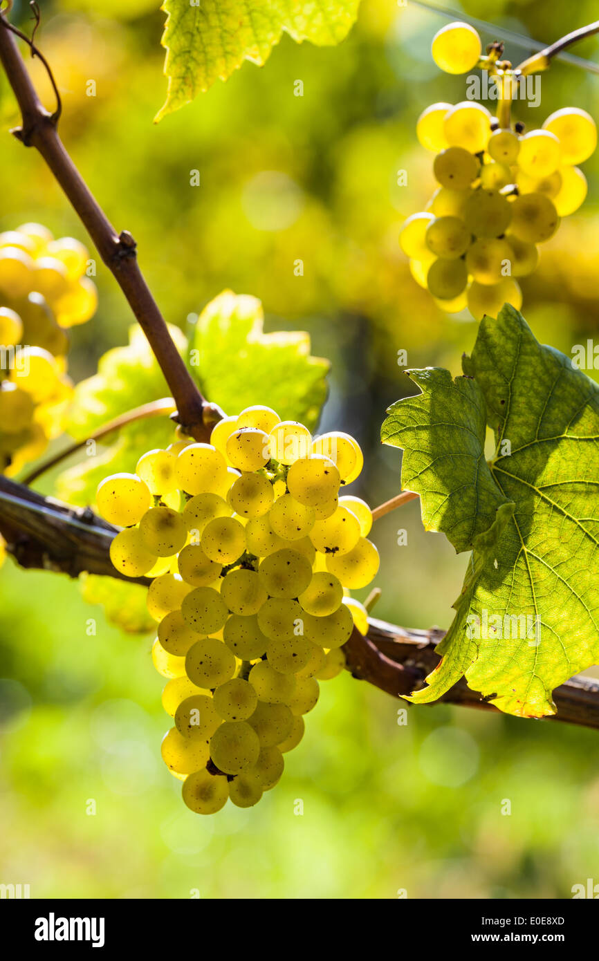 Vintage in autumn in in the vineyard of a winegrower. Maturity bunches of grapes in the vineyard wait for the vintage., Weinlese Stock Photo