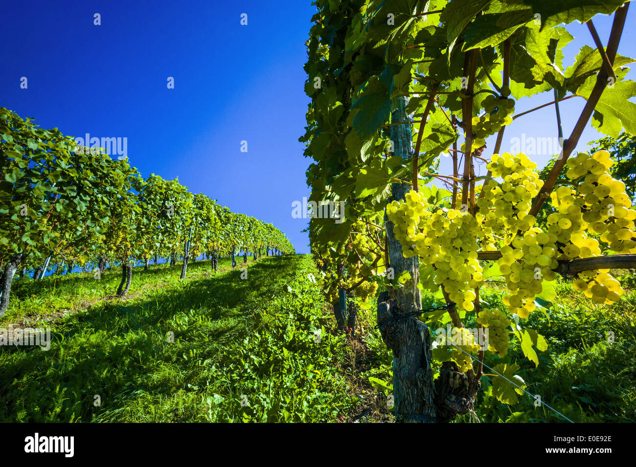 Vintage in autumn in in the vineyard of a winegrower. Maturity bunches of grapes in the vineyard wait for the vintage., Weinlese Stock Photo