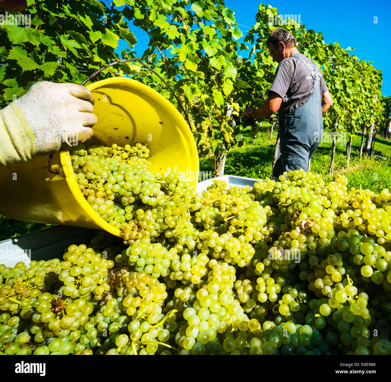 Vintage in autumn in in the vineyard of a winegrower. Maturity bunches of grapes in the vineyard wait for the vintage., Weinlese Stock Photo