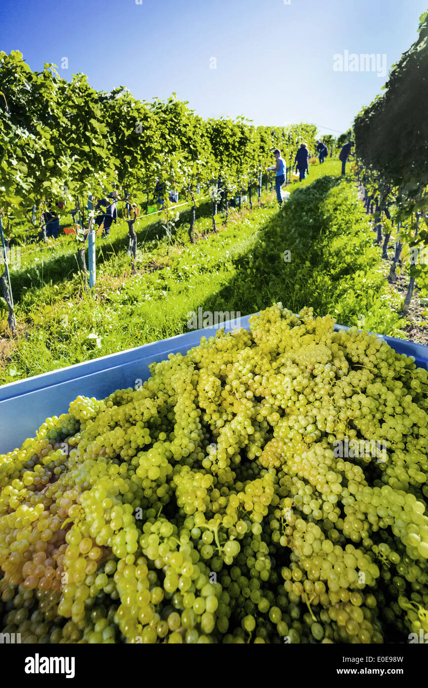 Vintage in autumn in in the vineyard of a winegrower. Maturity bunches of grapes in the vineyard wait for the vintage., Weinlese Stock Photo