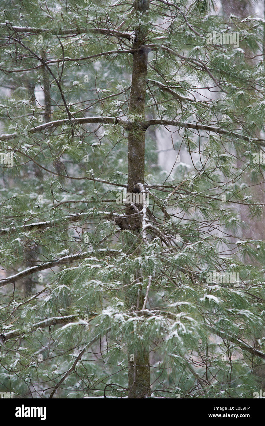 Snow covered evergreen tree, New Jersey, USA Stock Photo