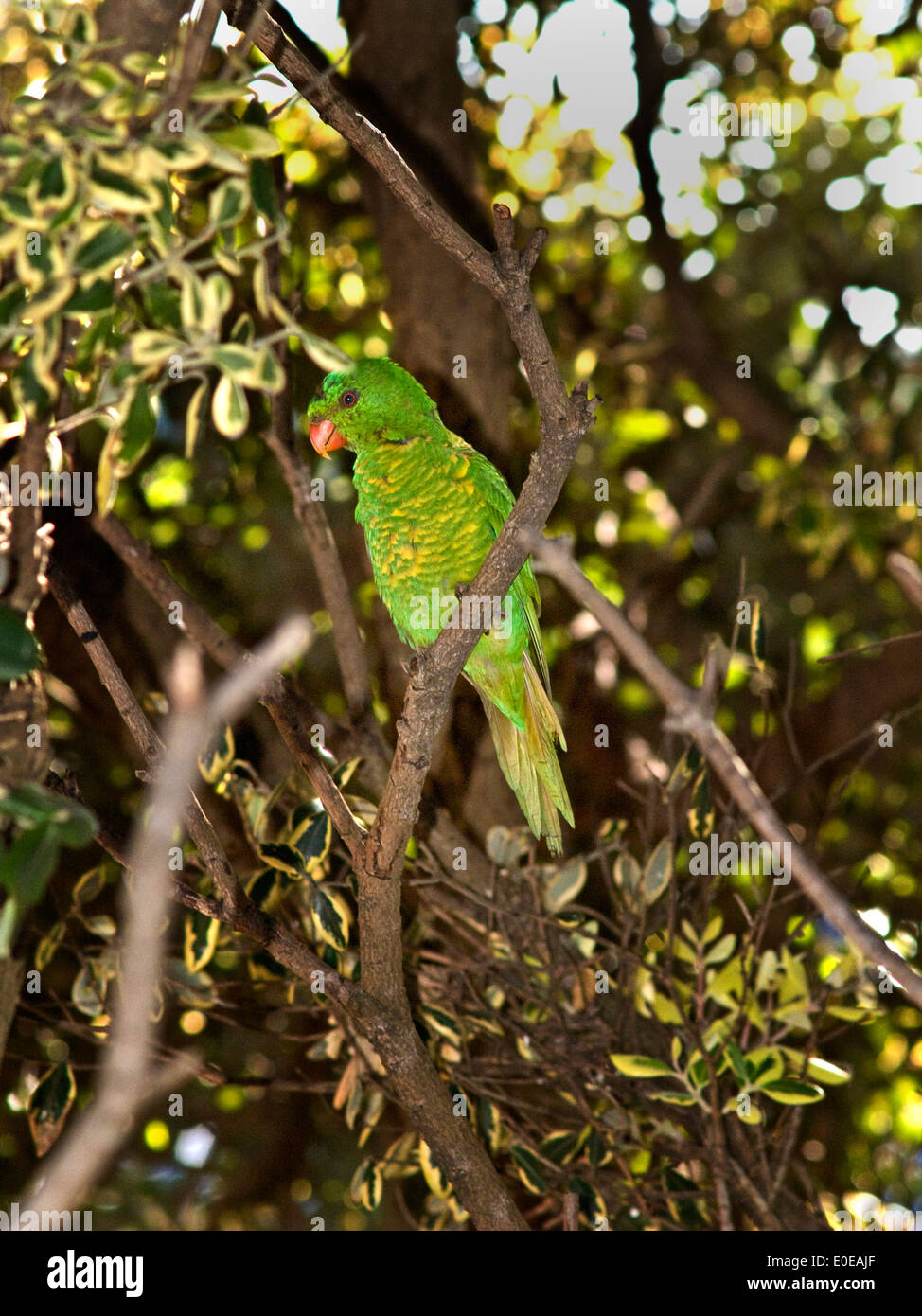 Scaly-breasted Lorikeet (Trichoglossus chloroepidotus), Australia in tree Stock Photo