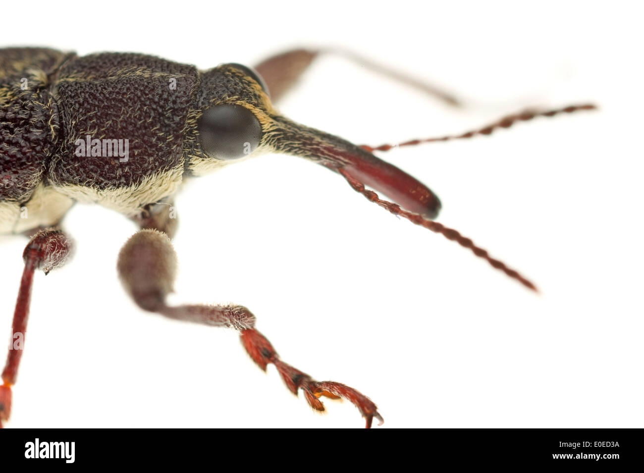 Close-up of weevil type beetle of the family Belidae Stock Photo
