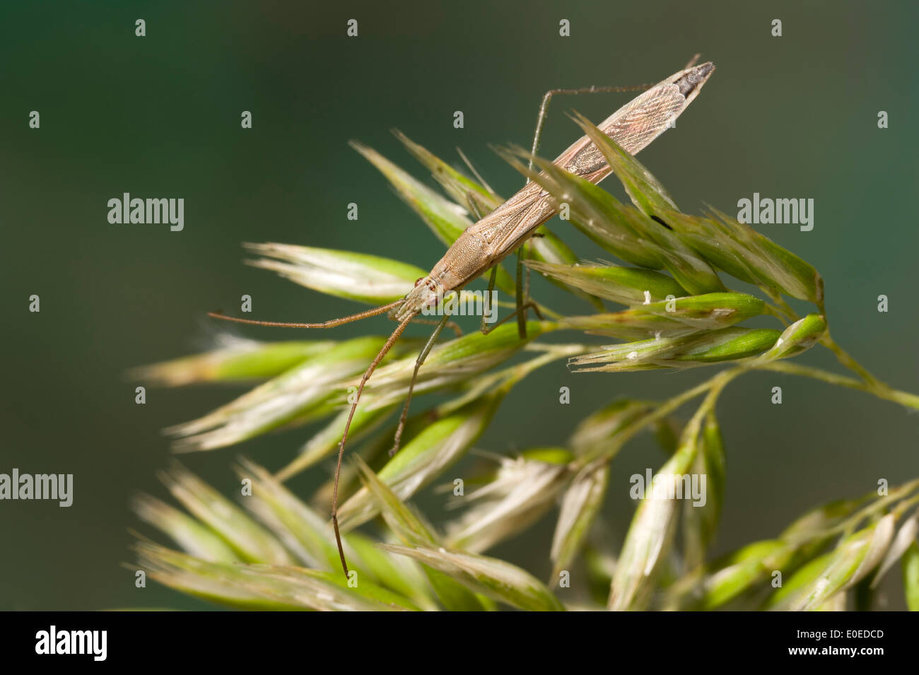 Broad headed bug on grass seeds Stock Photo