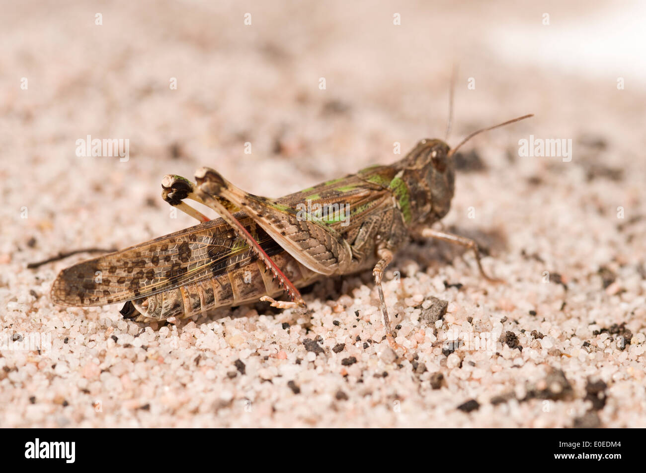 The Australian plague locust is one of the most destructive native insect pests of Australia. Stock Photo