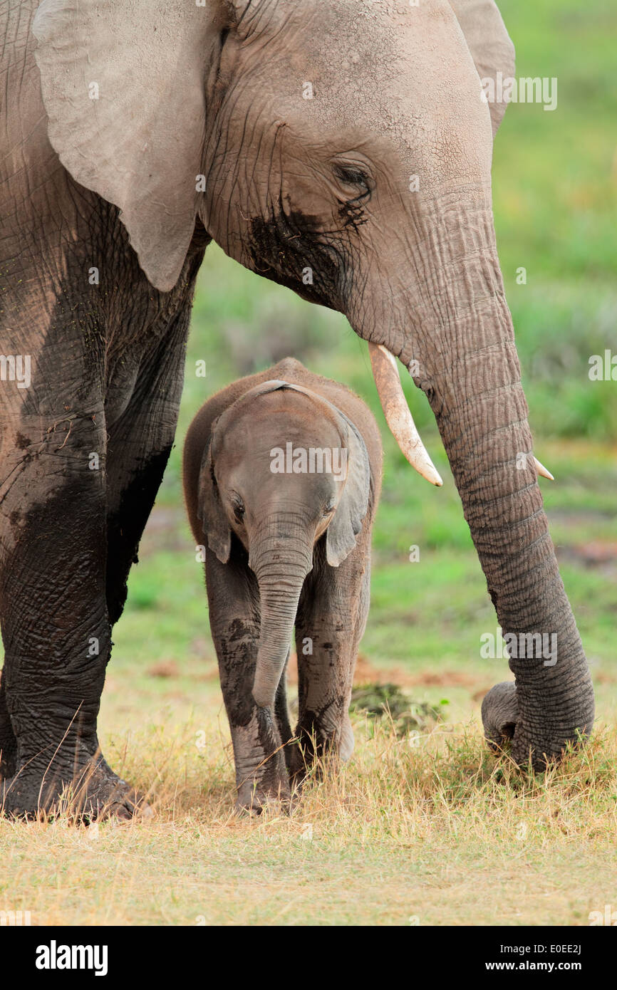 African elephant (Loxodonta africana) cow with young calf, Amboseli National Park, Kenya Stock Photo
