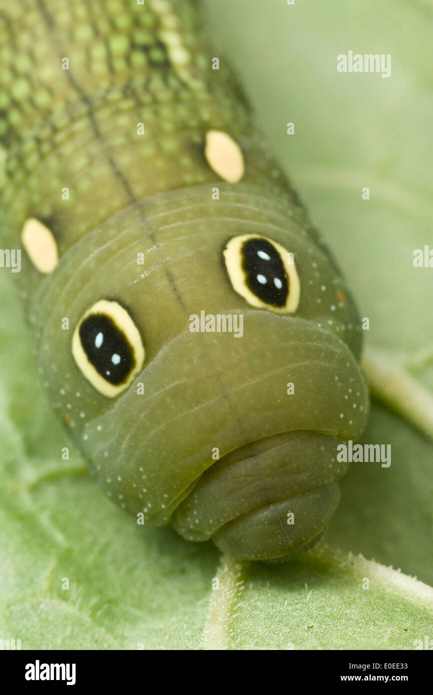 'Eye spots' on grapevine hawk moth caterpillars  are thought to exist to deter predators Stock Photo