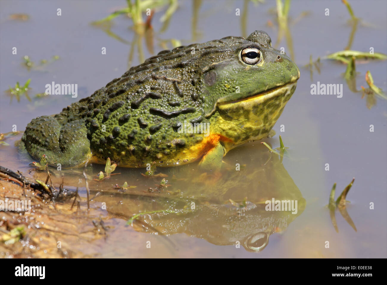 African giant bullfrog hires stock photography and images Alamy