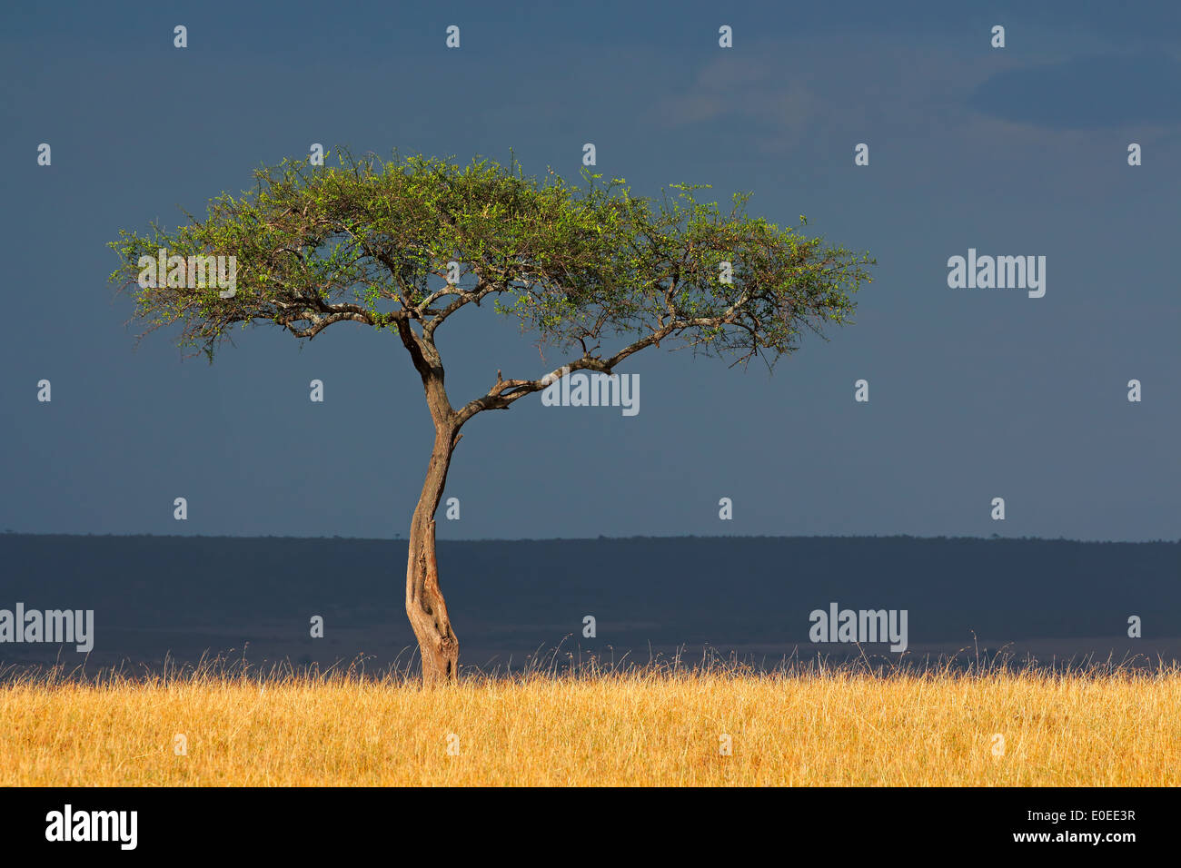 African landscape with a tree in grassland against a dark sky, Masai Mara National Reserve, Kenya Stock Photo