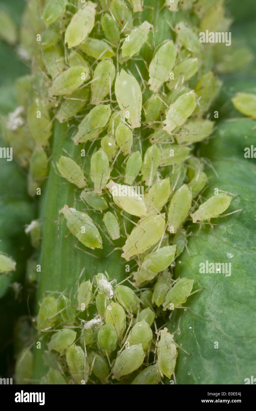 Green peach aphids massed on sow thistle Stock Photo Alamy