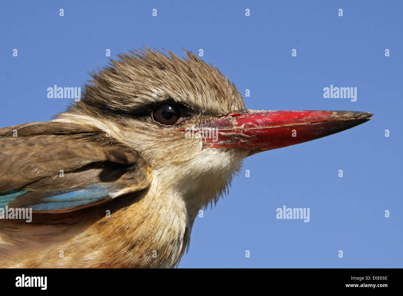 Portrait of an African brown-hooded Kingfisher (Halcyon albiventris), South Africa Stock Photo