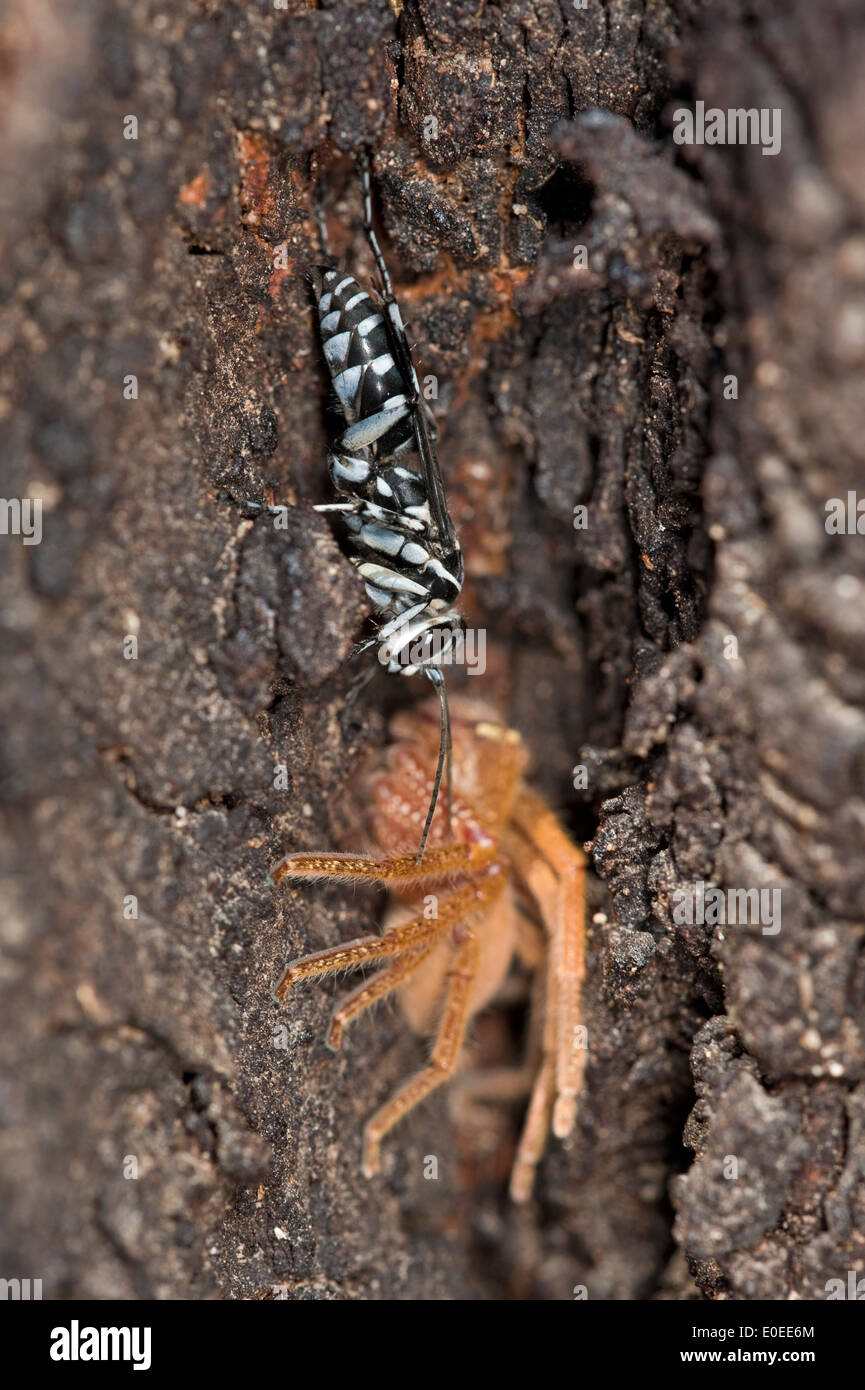Zebra spider hunter wasp (Turneroymia sp.) with paralysed badge huntsman spider (Neosparassus sp.) Stock Photo