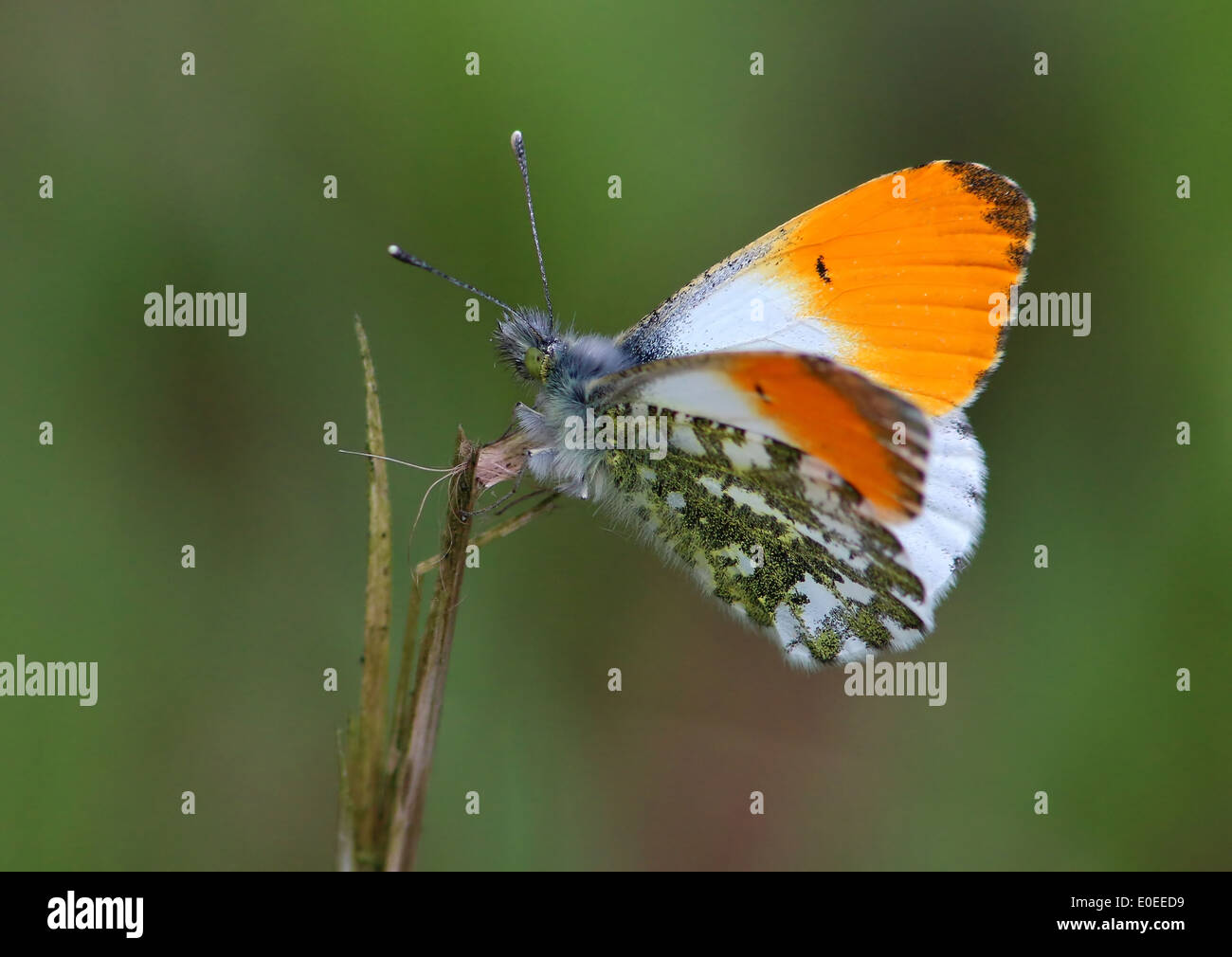 Male Orange Tip Butterfly (Anthocharis cardamines)  with wings open Stock Photo
