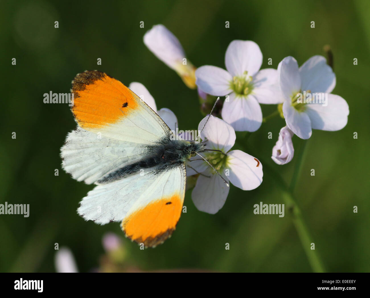 Male Orange Tip Butterfly (Anthocharis cardamines) posing on a cuckoo flower Stock Photo