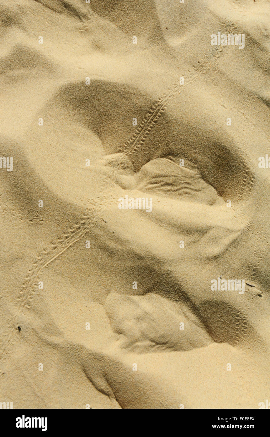 Hammerstone Sandblow Fraser Island Queensland Australia Stock