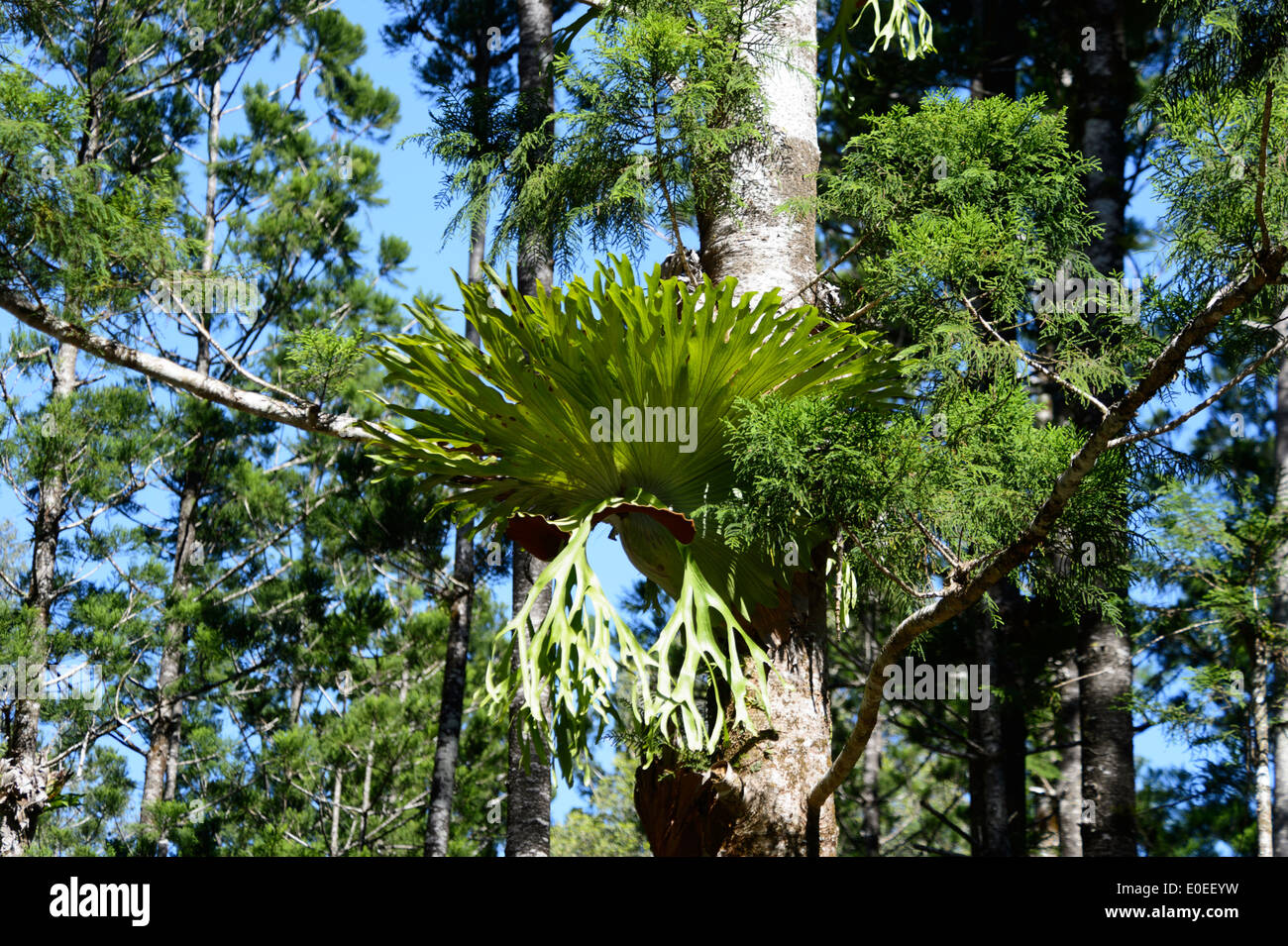 Staghorn Fern (Platycerium superbum), Fraser Island, Queensland, QLD, Australia Stock Photo