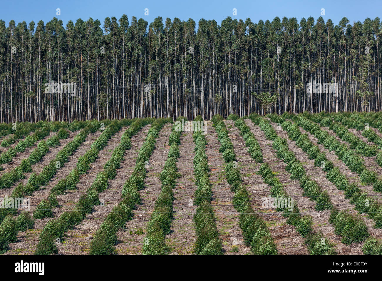 Trees forest plantation gum trees in seasons growing for wood paper