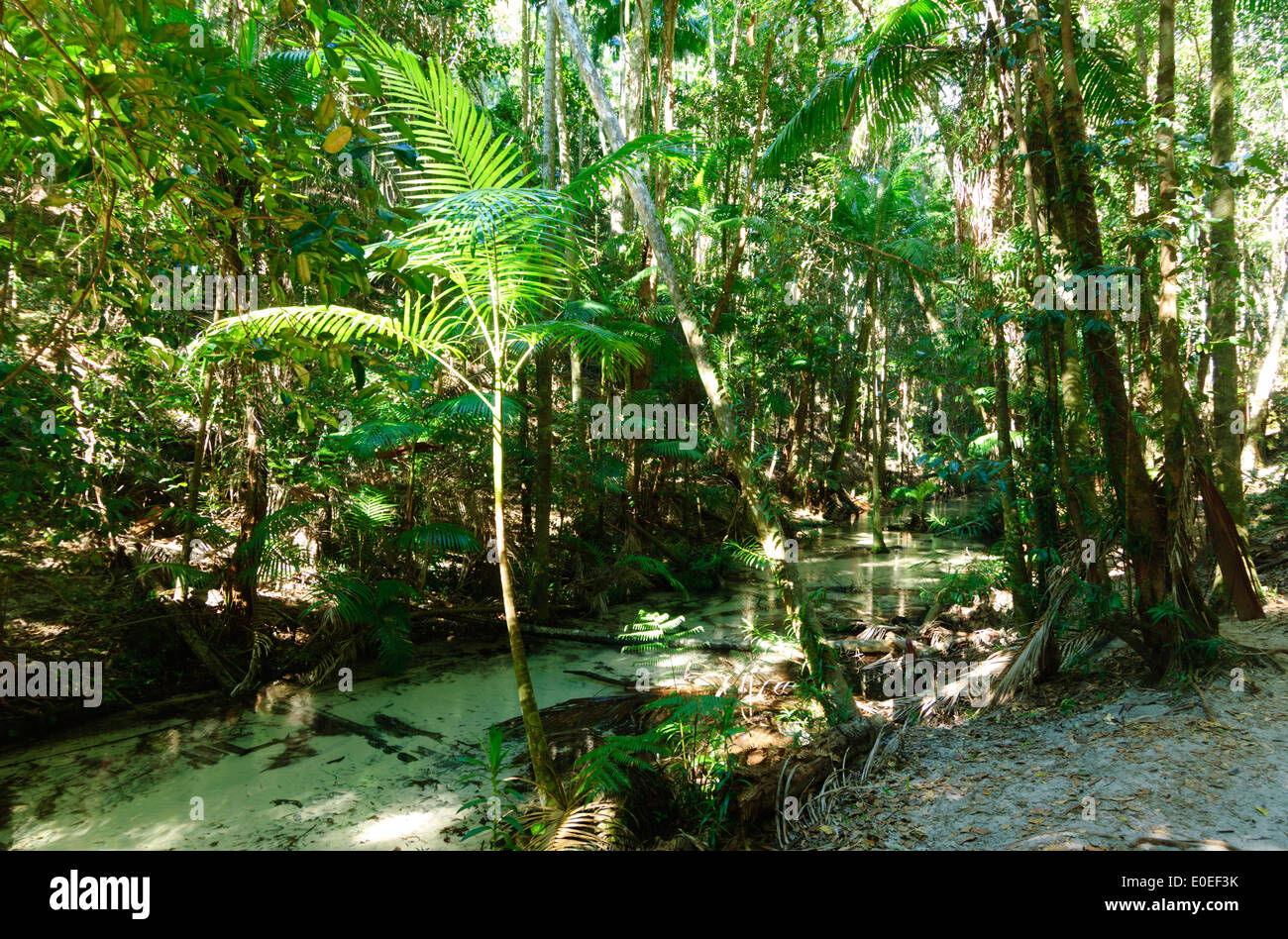 Wanggoolba Creek Fraser Island Queensland Australia Stock Photo