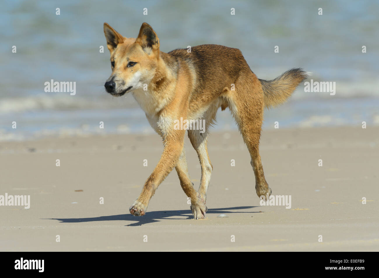 Dingo (Canis lupus dingo), Fraser Island, Queensland, QLD, Australia Stock Photo