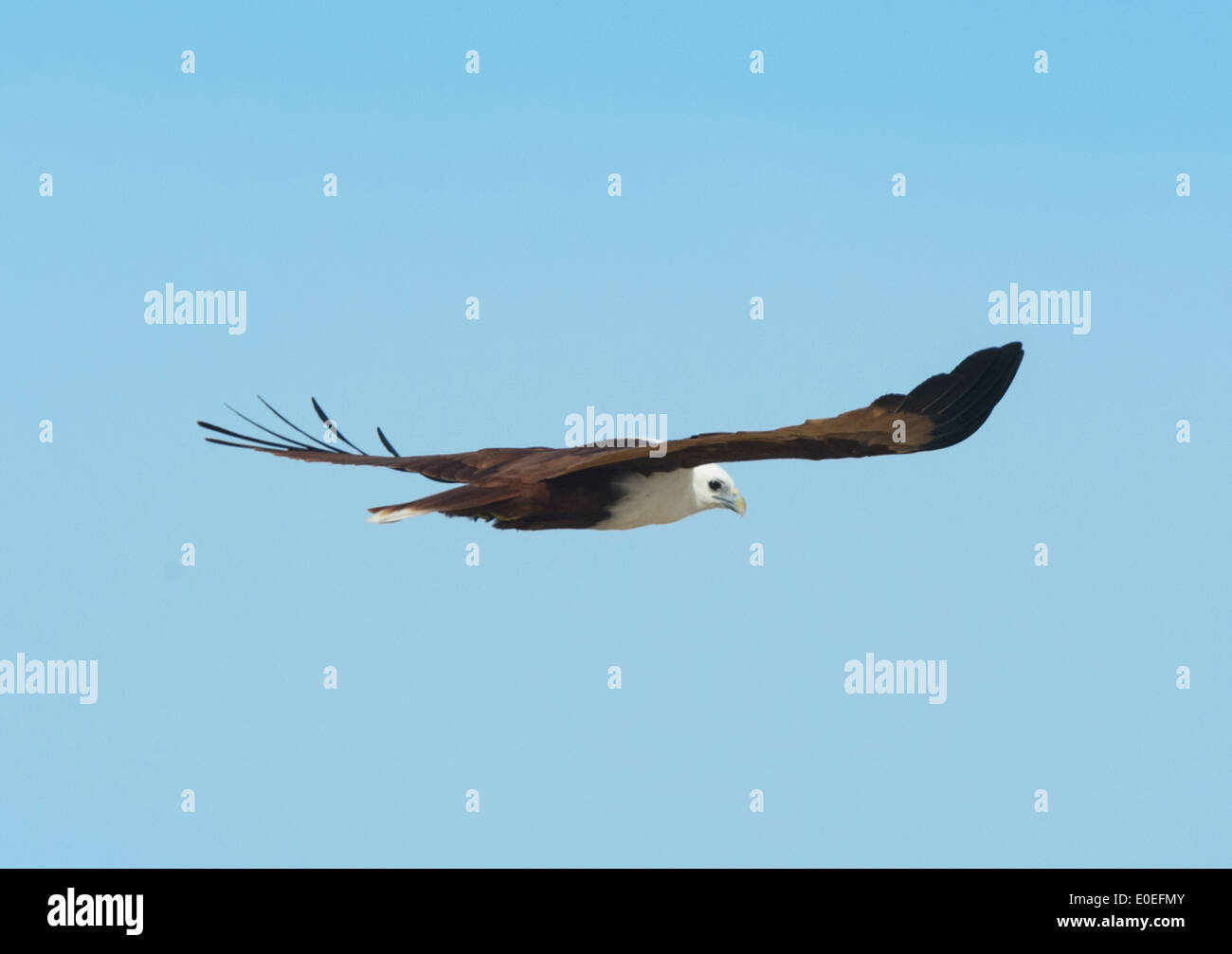 Brahminy Kite (Haliastur indus), Fraser Island, Queensland, QLD Australia Stock Photo