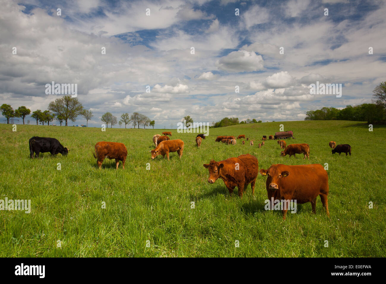 The herd of cows eating grass on spring meadow Stock Photo - Alamy