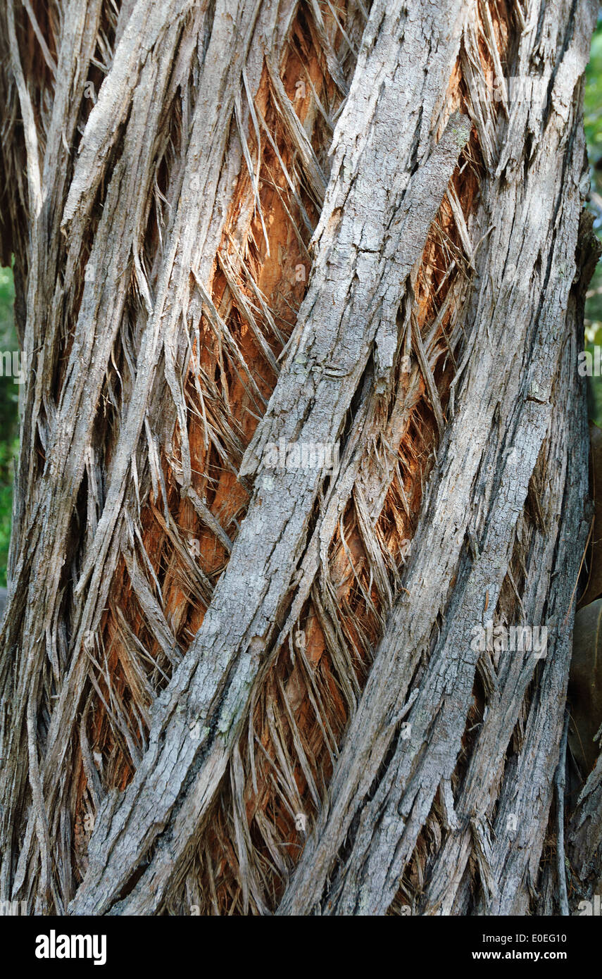 Satinay (Syncarpia hillii), Fraser Island, Queensland, QLD, Australia Stock Photo