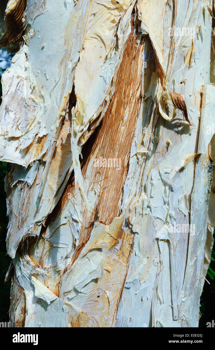 Paperbark Tree, Fraser Island, Queensland, QLD, Australia Stock Photo