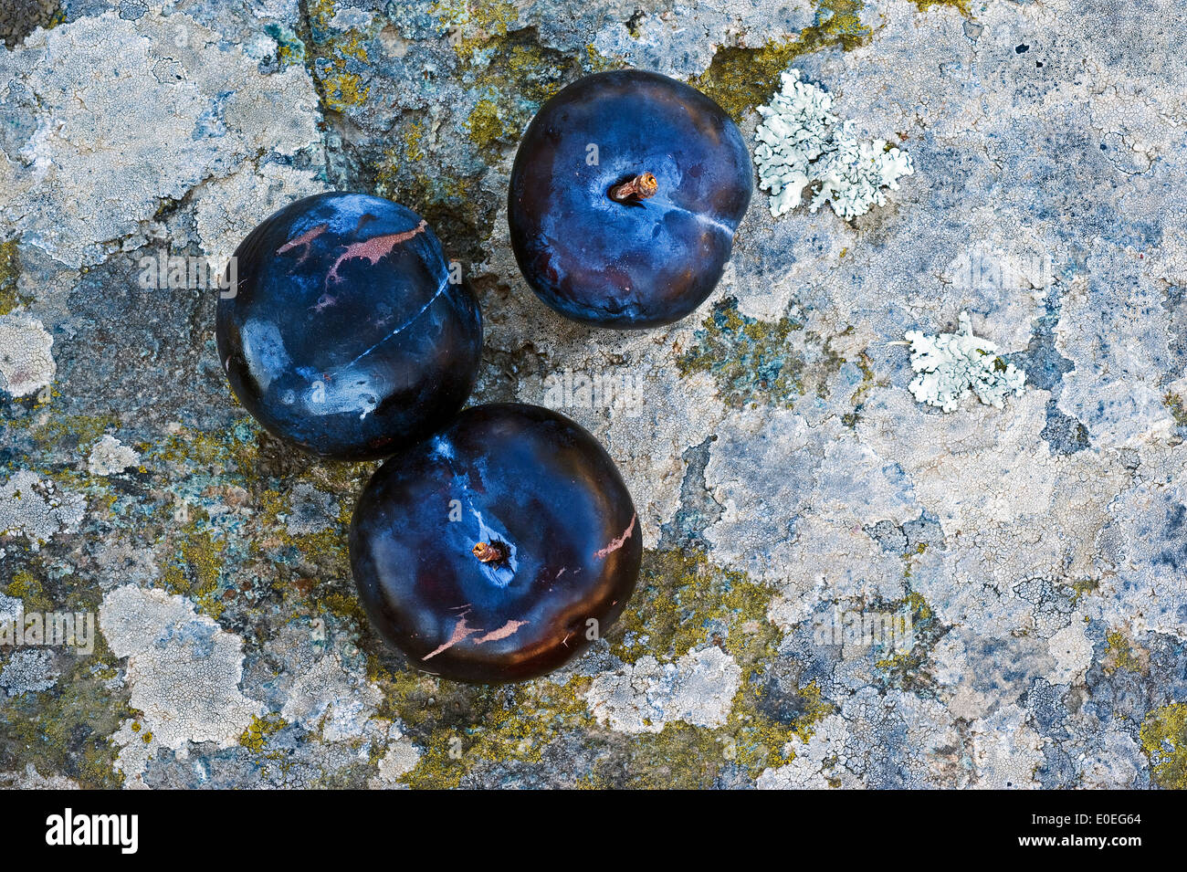Three ripe blue plums lying on rocky surface Stock Photo