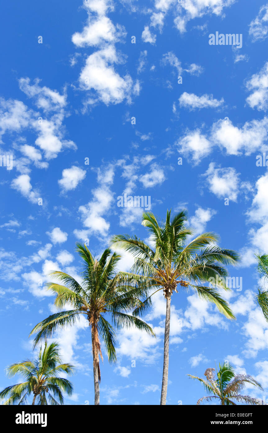 Palmtrees - Queensland - Australia Stock Photo