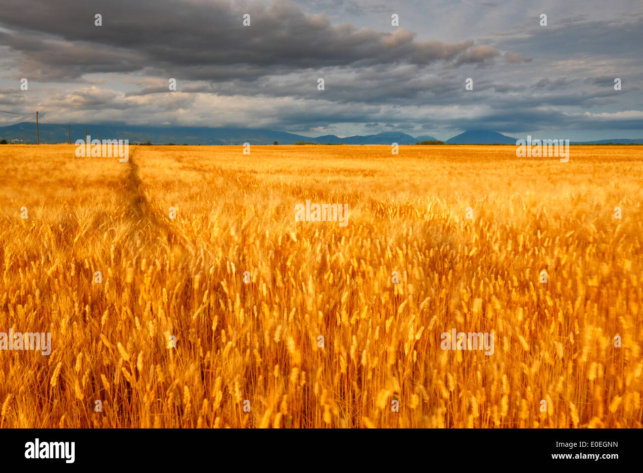 Wheat field blowing in wind hires stock photography and images Alamy