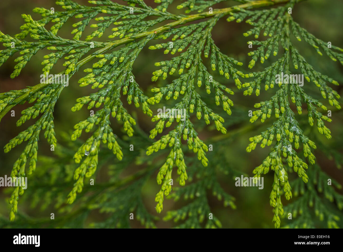 Early foliage of what is believed to be a Cypress tree - not fully identified but perhaps Chamaecyparis obtusa. Stock Photo