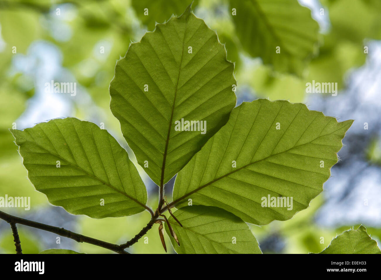 Beech / Fagus sylvatica leaves. Traditionally the wood was used for furniture making. Stock Photo