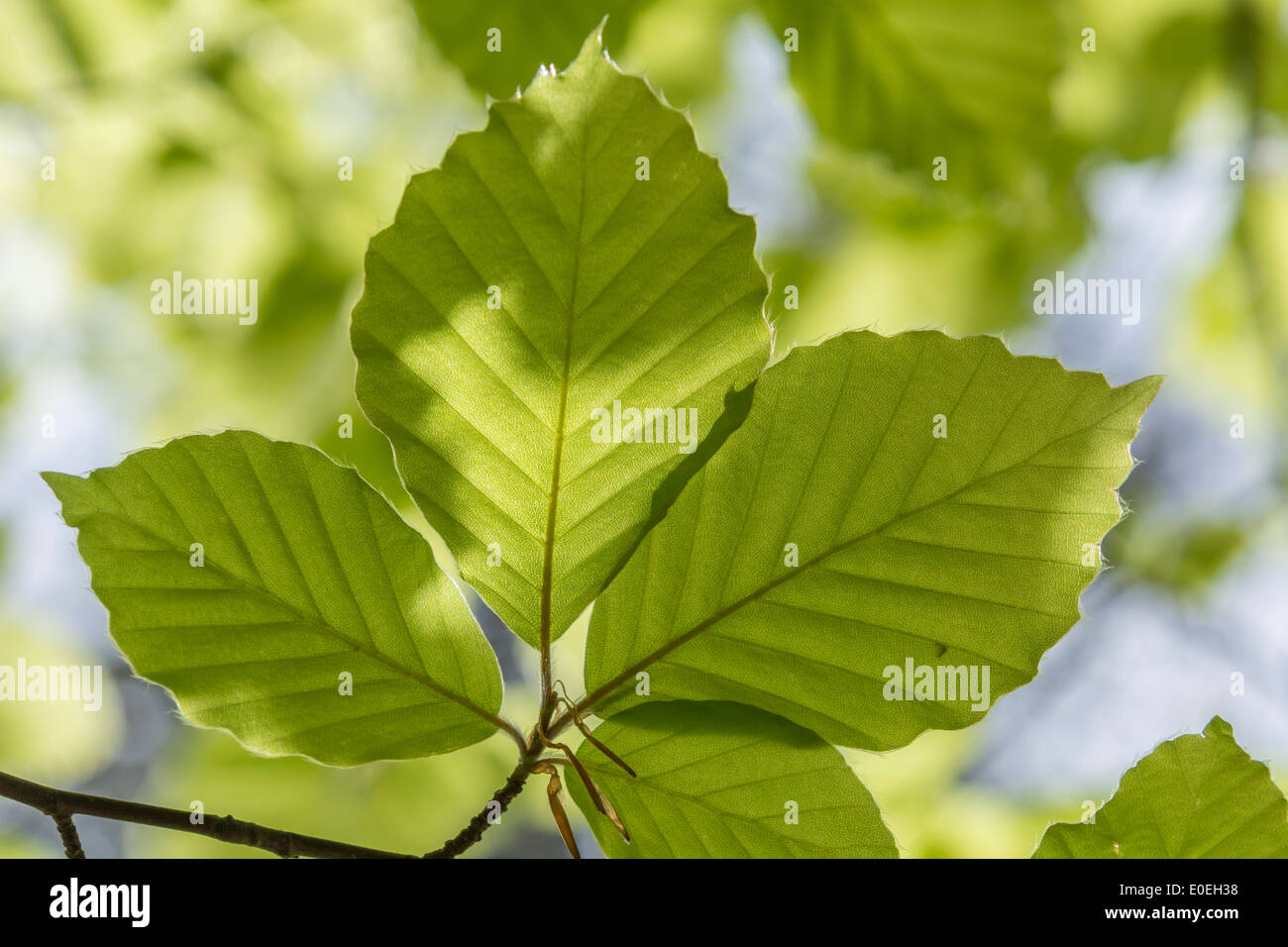 Beech / Fagus sylvatica leaves. Traditionally the wood was used for furniture making. Sunshine through leaves. Stock Photo