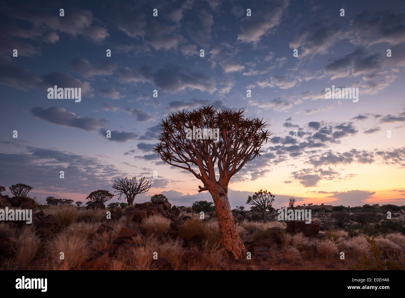 Namibia, Karas, Quiver Tree Forest, Quiver Tree (Aloe dichotoma) at dawn Stock Photo