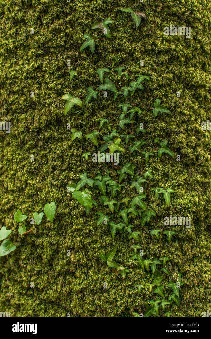 Common Ivy / Hedera helix growing on mossy tree trunk surface. Hedera helix on tree, creeping ivy. Ivy plant climbing tree, moss covered tree. Stock Photo