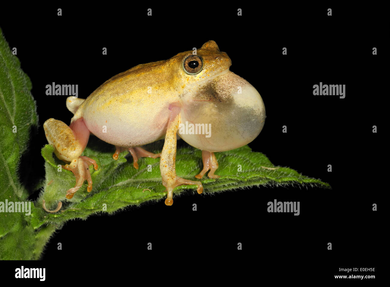 Male painted reed frog (Hyperolius marmoratus) calling during the night, South Africa Stock Photo