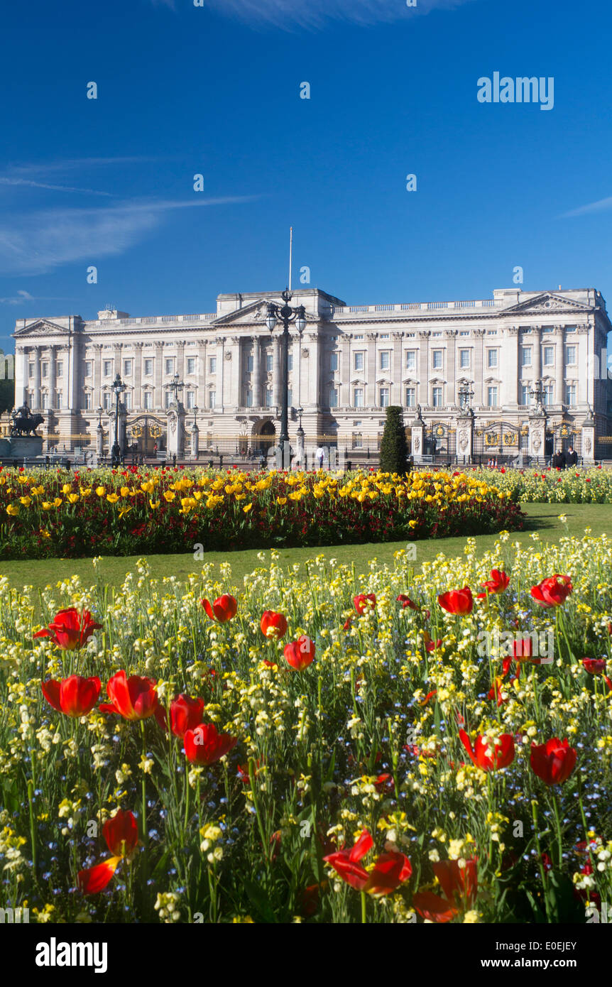 Buckingham Palace in spring with tulips and flowers in foreground London England UK Stock Photo