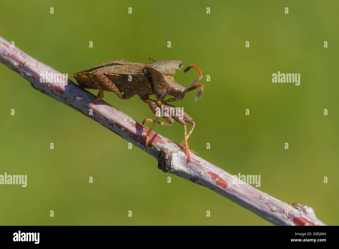 Coreus marginatus beetle walking on a brench. Stock Photo