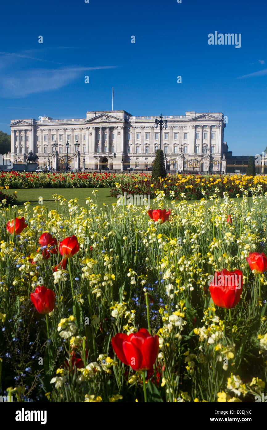Buckingham Palace in spring with tulips and flowers in foreground London England UK Stock Photo