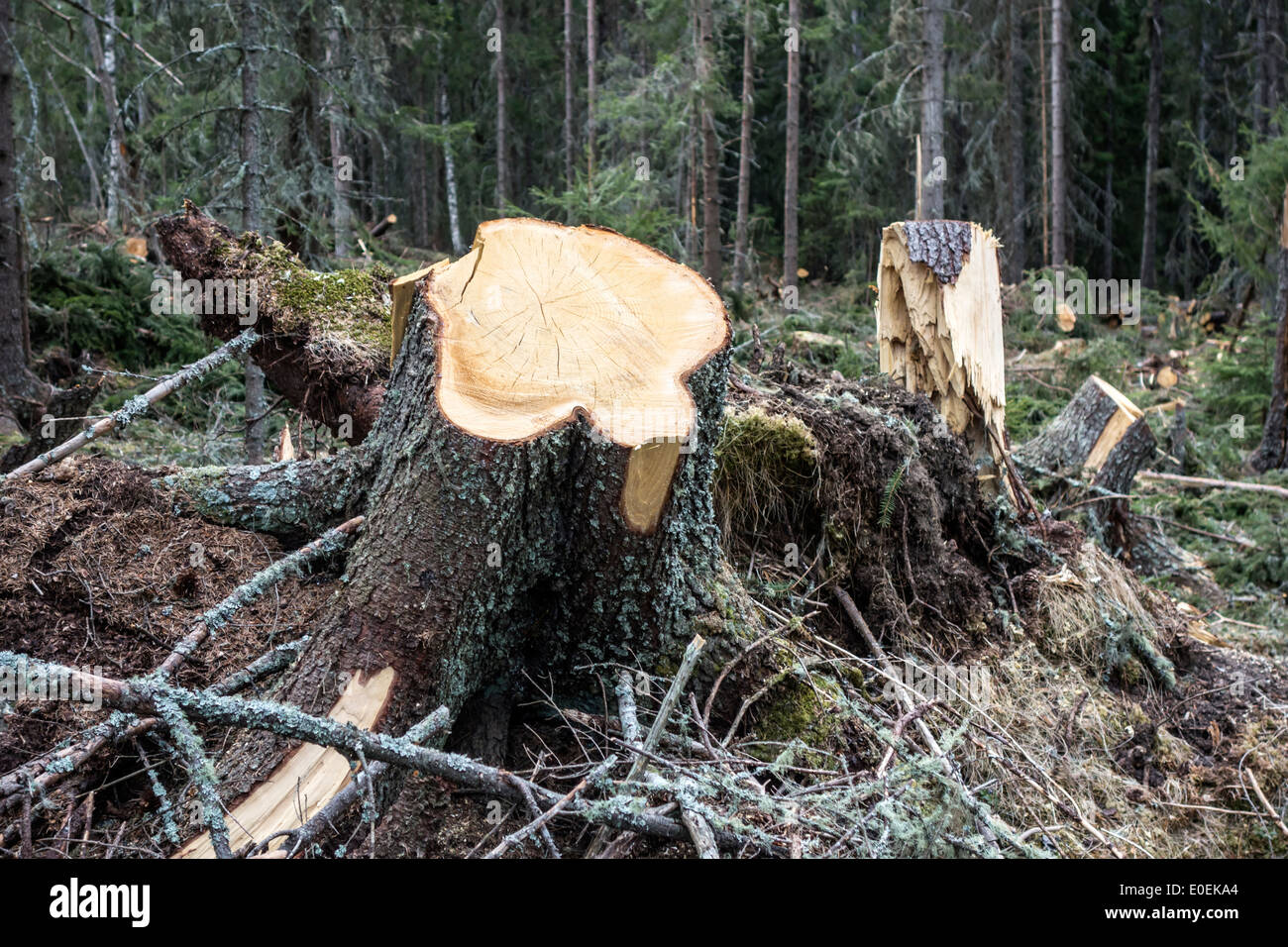 Trees cut down in the forest Stock Photo