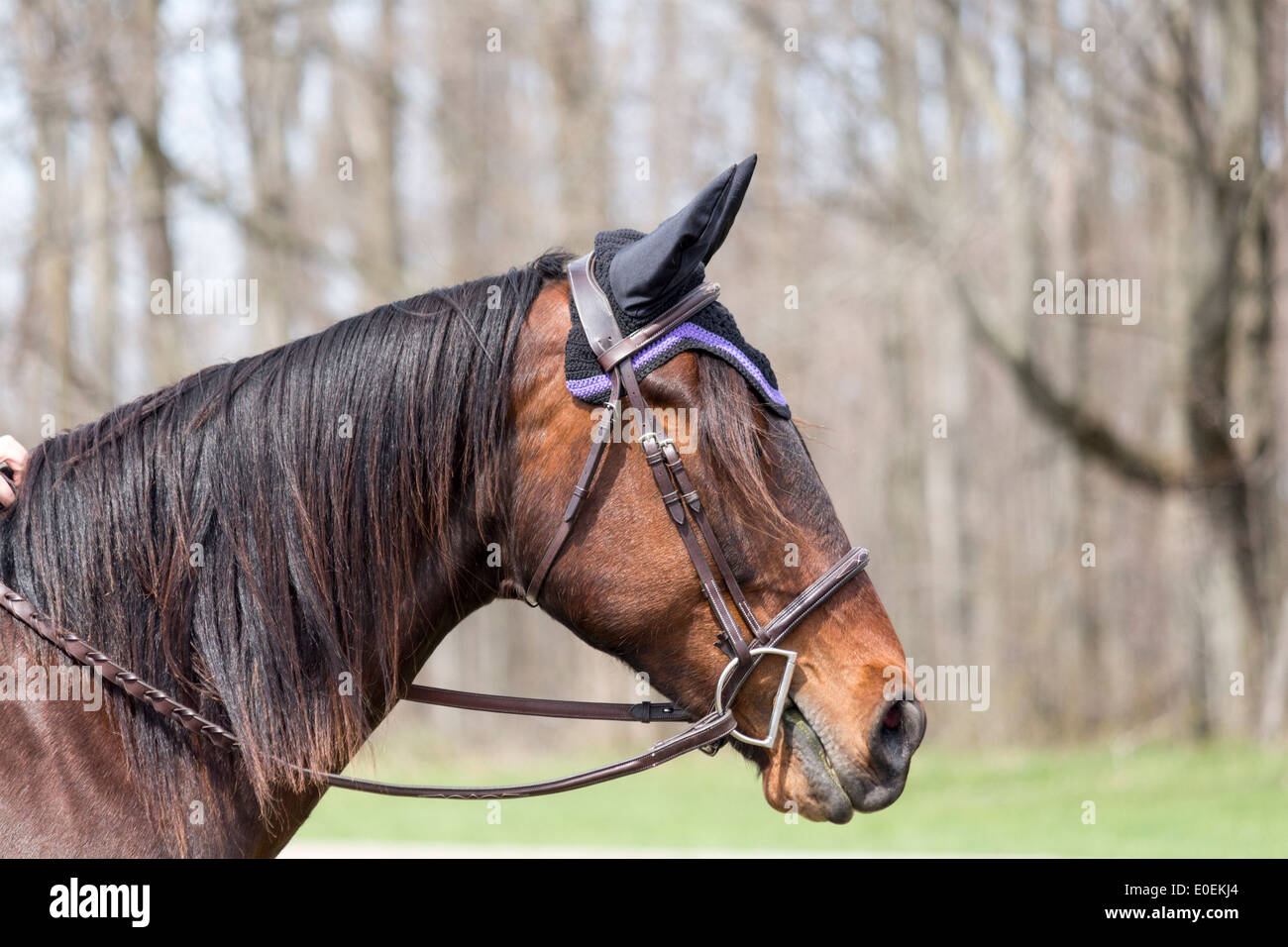Bay horse head wearing english snaffle bridle with Dbit and ear Stock