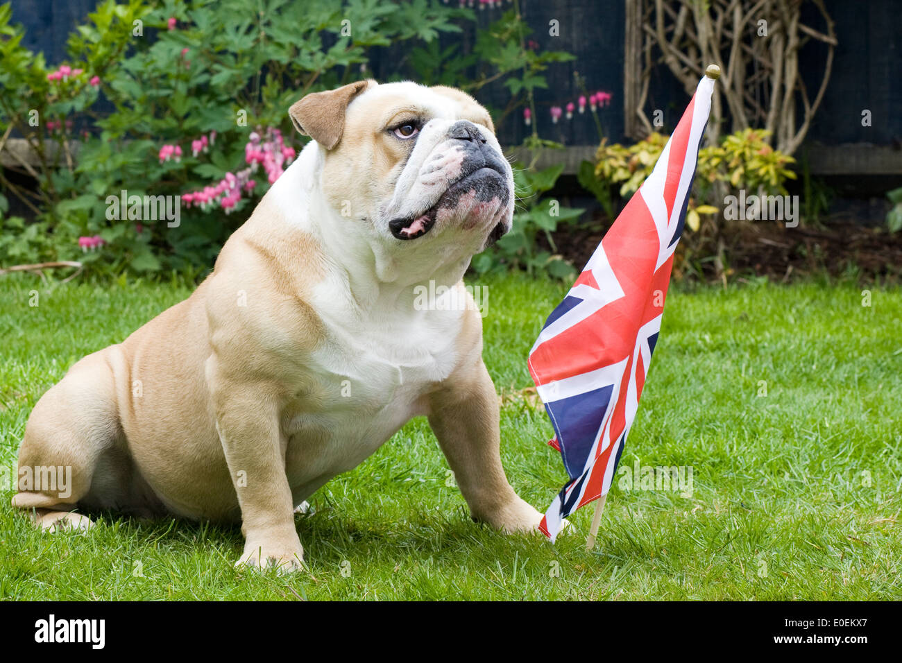 Bulldog union jack hires stock photography and images Alamy
